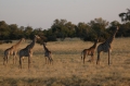 A whole raft of giraffe!